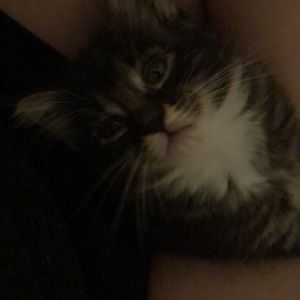 Meet your Posher, Kenzie